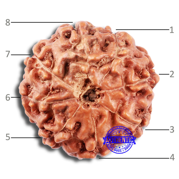 8 Mukhi Rudraksha from Indonesia - Bead No. 219