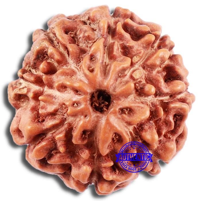 8 Mukhi Rudraksha from Indonesia - Bead No. 219