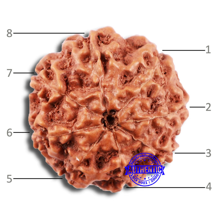 8 Mukhi Rudraksha from Indonesia - Bead No. 21