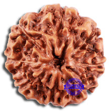 Load image into Gallery viewer, 8 Mukhi Rudraksha from Indonesia - Bead No. 21
