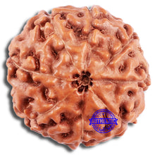Load image into Gallery viewer, 8 Mukhi Rudraksha from Indonesia - Bead No. 222
