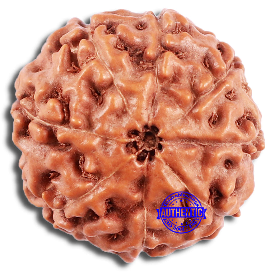 8 Mukhi Rudraksha from Indonesia - Bead No. 222