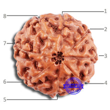Load image into Gallery viewer, 8 Mukhi Rudraksha from Indonesia - Bead No. 222
