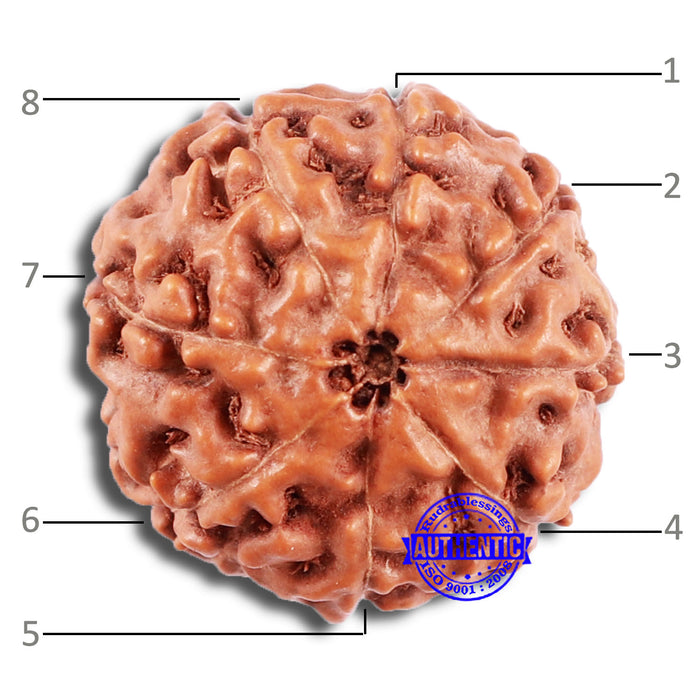 8 Mukhi Rudraksha from Indonesia - Bead No. 222
