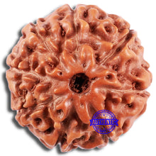 Load image into Gallery viewer, 8 Mukhi Rudraksha from Indonesia - Bead No. 222
