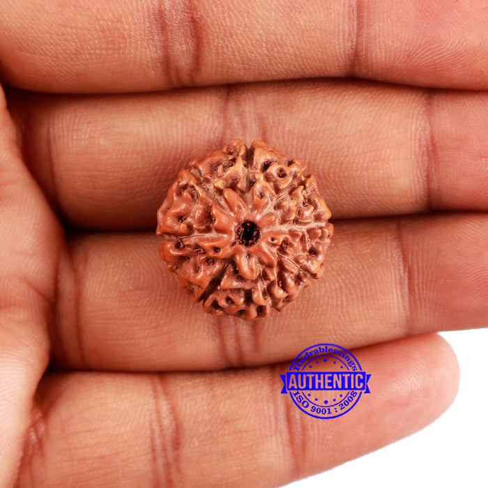 8 Mukhi Rudraksha from Indonesia - Bead No. 222