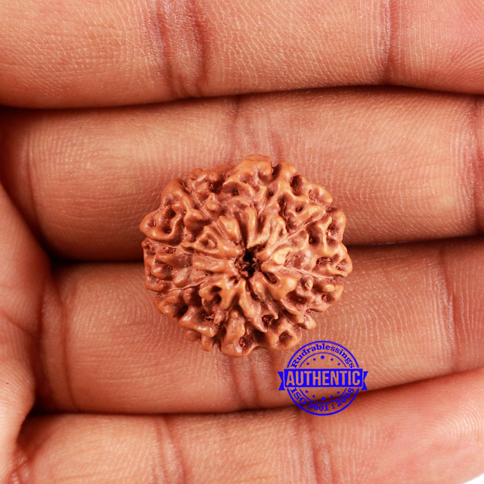 8 Mukhi Rudraksha from Indonesia - Bead No. 223