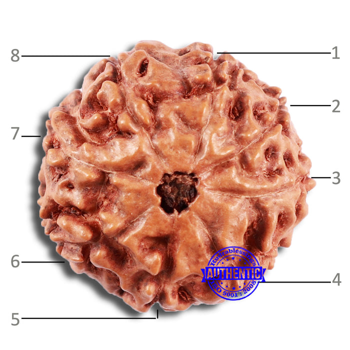 8 Mukhi Rudraksha from Indonesia - Bead No. 224