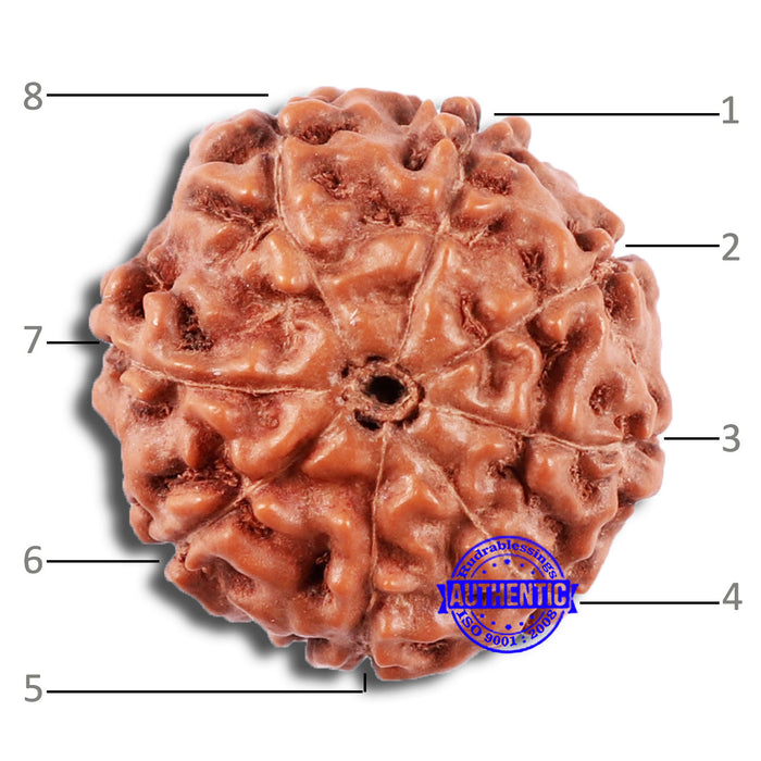 8 Mukhi Rudraksha from Indonesia - Bead No. 225