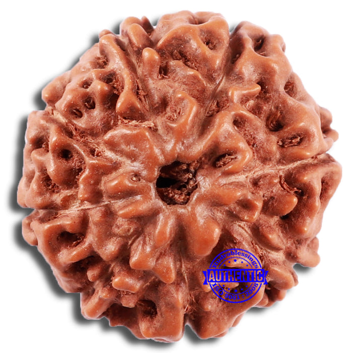 8 Mukhi Rudraksha from Indonesia - Bead No. 225