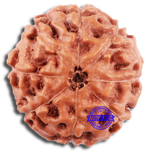 Load image into Gallery viewer, 8 Mukhi Rudraksha from Indonesia - Bead No. 227
