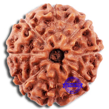 Load image into Gallery viewer, 8 Mukhi Rudraksha from Indonesia - Bead No. 227

