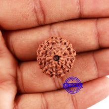 Load image into Gallery viewer, 8 Mukhi Rudraksha from Indonesia - Bead No. 227
