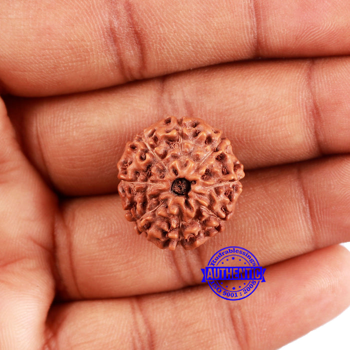 8 Mukhi Rudraksha from Indonesia - Bead No. 227