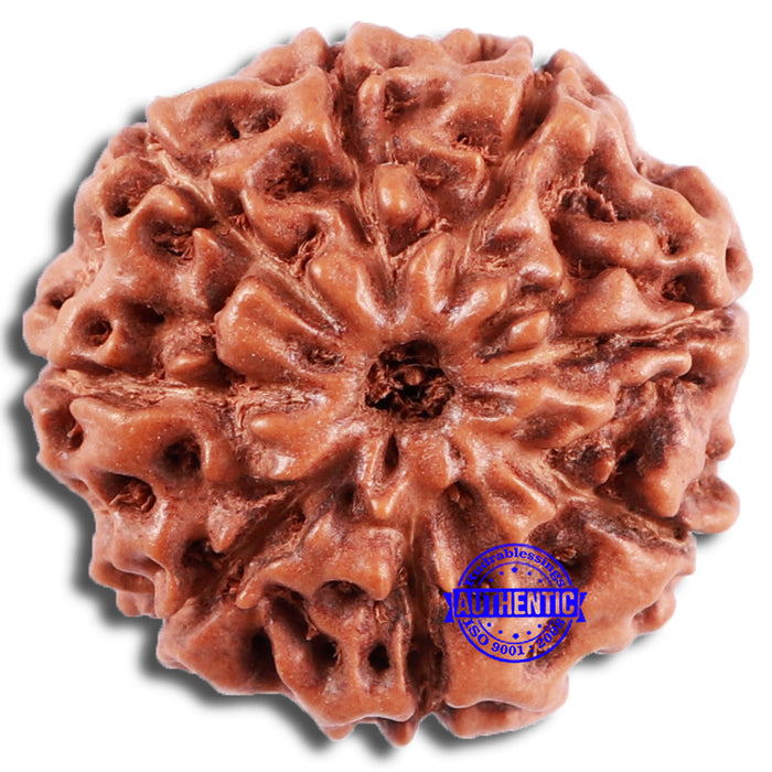 8 Mukhi Rudraksha from Indonesia - Bead No. 228