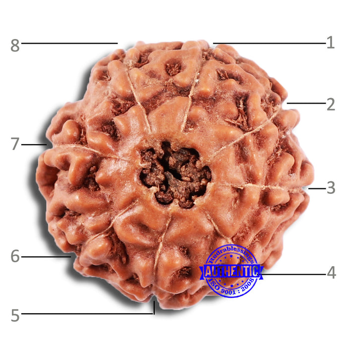 8 Mukhi Rudraksha from Indonesia - Bead No. 229