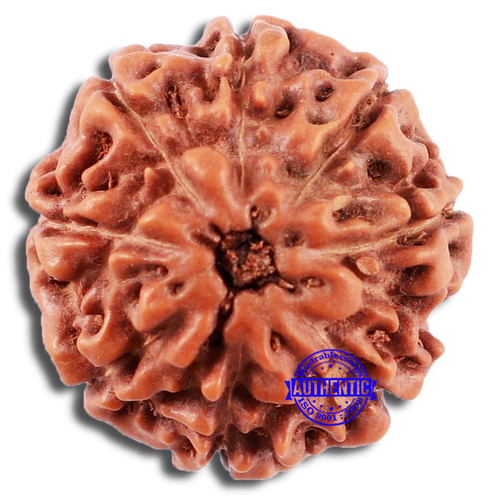 8 Mukhi Rudraksha from Indonesia - Bead No. 229