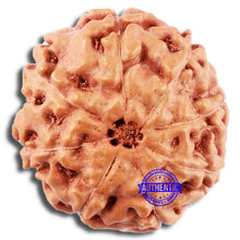 Load image into Gallery viewer, 8 Mukhi Rudraksha from Indonesia - Bead No. 22
