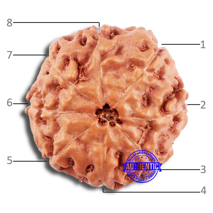 8 Mukhi Rudraksha from Indonesia - Bead No. 230