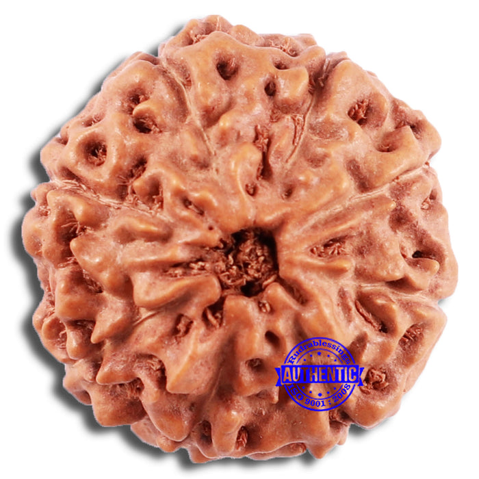8 Mukhi Rudraksha from Indonesia - Bead No. 230