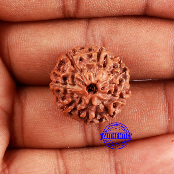 8 Mukhi Rudraksha from Indonesia - Bead No. 232