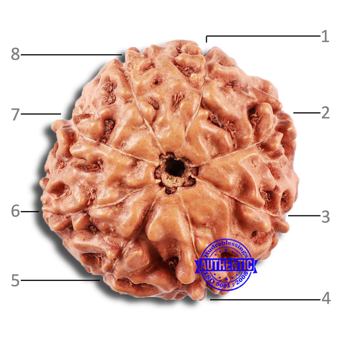 8 Mukhi Rudraksha from Indonesia - Bead No. 2