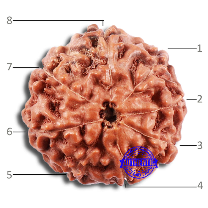8 Mukhi Rudraksha from Indonesia - Bead No. 6