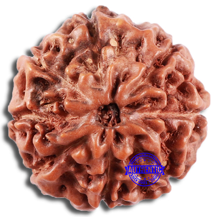 8 Mukhi Rudraksha from Indonesia - Bead No. 6