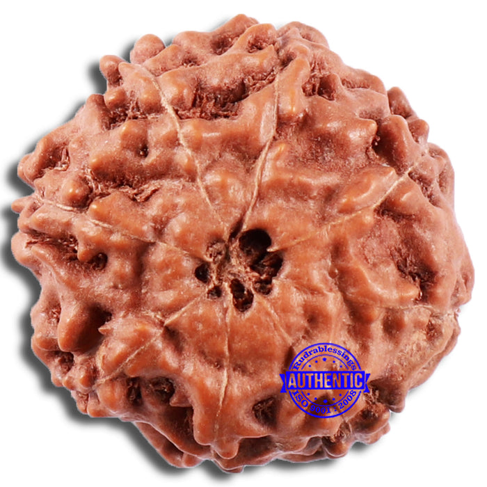 8 Mukhi Rudraksha from Indonesia - Bead No. 7