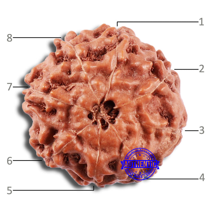 8 Mukhi Rudraksha from Indonesia - Bead No. 7