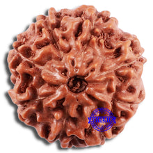 Load image into Gallery viewer, 8 Mukhi Rudraksha from Indonesia - Bead No. 7
