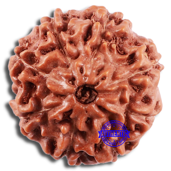 8 Mukhi Rudraksha from Indonesia - Bead No. 7