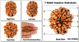 8 Mukhi Nepalese Rudraksha - Bead No. 107