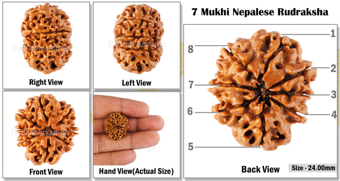 8 Mukhi Nepalese Rudraksha - Bead No. 107