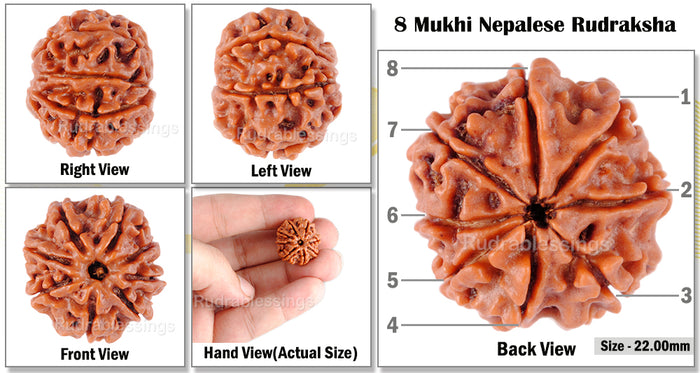8 Mukhi Nepalese Rudraksha - Bead No. 119