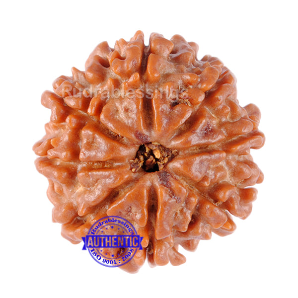 8 Mukhi Nepalese Rudraksha - Bead No. 121