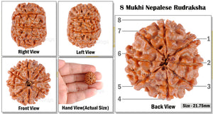 8 Mukhi Nepalese Rudraksha - Bead No. 121