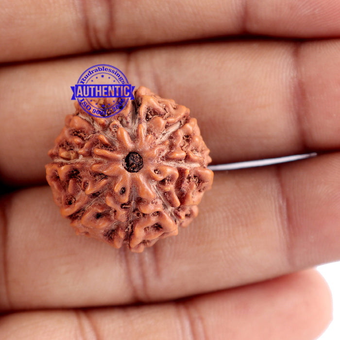 8 Mukhi Rudraksha from Indonesia - Bead No. 161