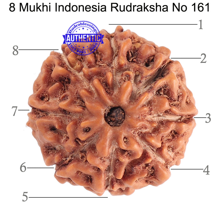 8 Mukhi Rudraksha from Indonesia - Bead No. 161
