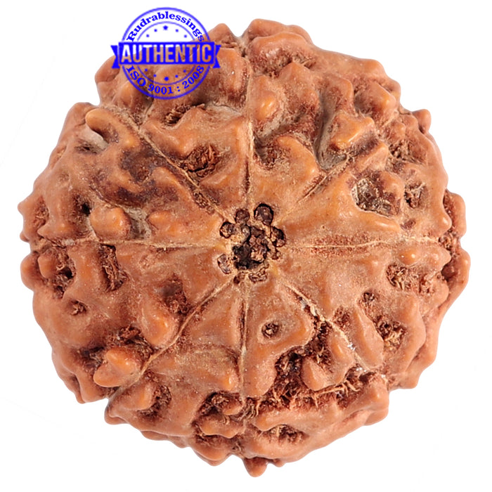 8 Mukhi Rudraksha from Indonesia - Bead No. 161