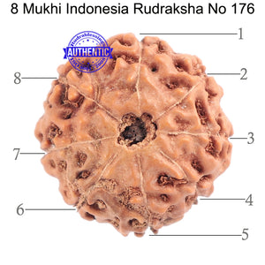 8 Mukhi Rudraksha from Indonesia - Bead No. 176