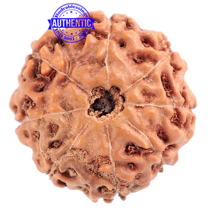 8 Mukhi Rudraksha from Indonesia - Bead No. 176