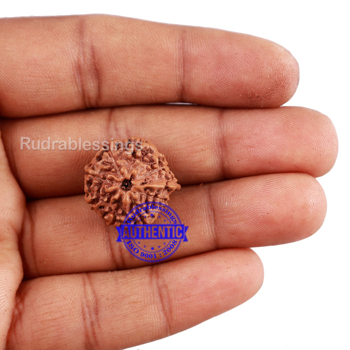 8 Mukhi Indonesian Ganesh Rudraksha - Bead No. 2
