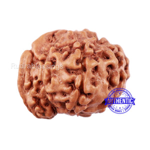 8 Mukhi Indonesian Ganesh Rudraksha - Bead No. 2