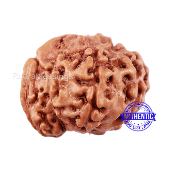8 Mukhi Indonesian Ganesh Rudraksha - Bead No. 2