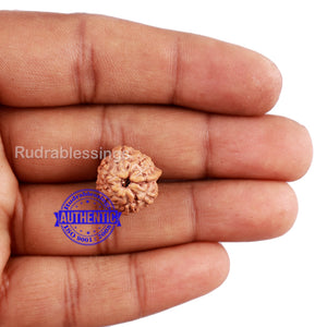 8 Mukhi Indonesian Ganesh Rudraksha - Bead No. 3