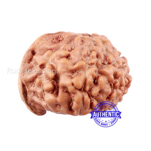 8 Mukhi Indonesian Ganesh Rudraksha - Bead No. 4