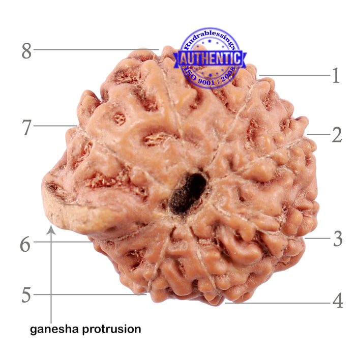 8 Mukhi Indonesian Ganesh Rudraksha - Bead No. 4