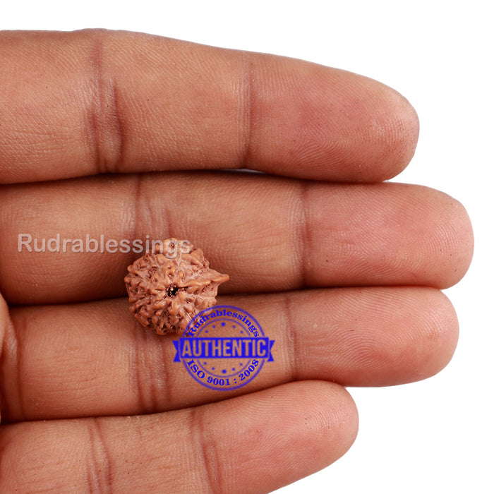 8 Mukhi Indonesian Ganesh Rudraksha - Bead No. 5