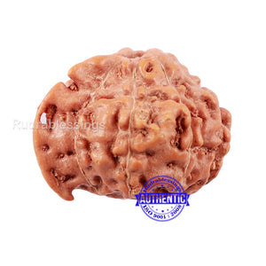 8 Mukhi Indonesian Ganesh Rudraksha - Bead No. 5